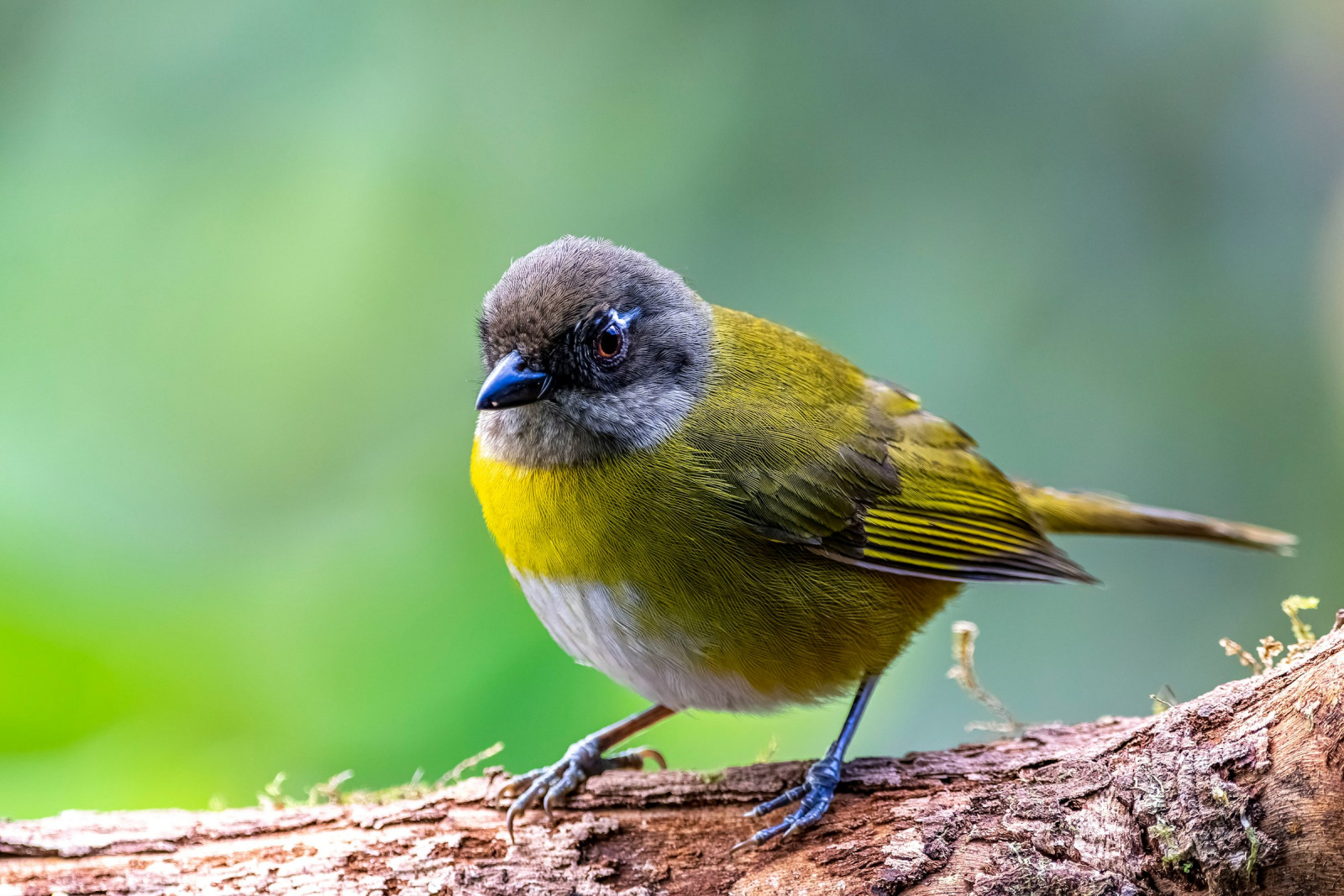 image Common Chlorospingus